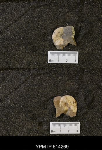 undet. Scaphitidae