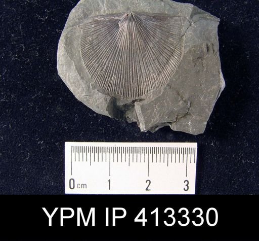 Strophonella striata