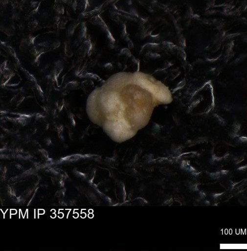 undet. Foraminiferida