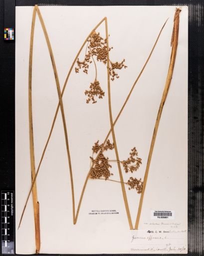 Juncus effusus