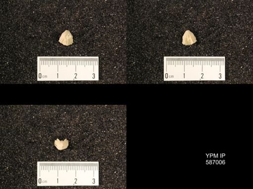 Rhynchotrema anticostiensis