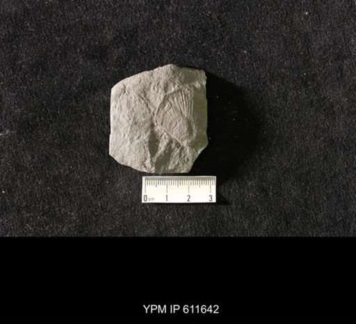 Aviculopecten sp.