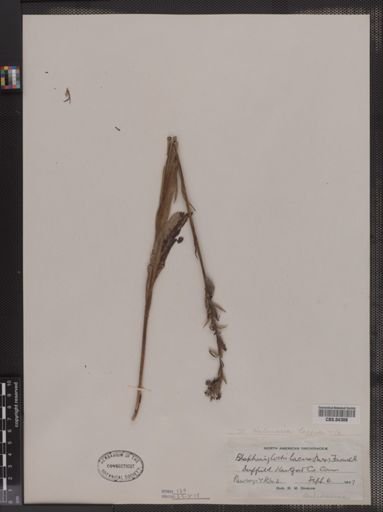 Blephariglottis lacera