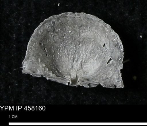 Chonetes mucronatus