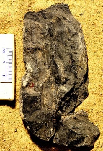 Lepidostrobus gracilis