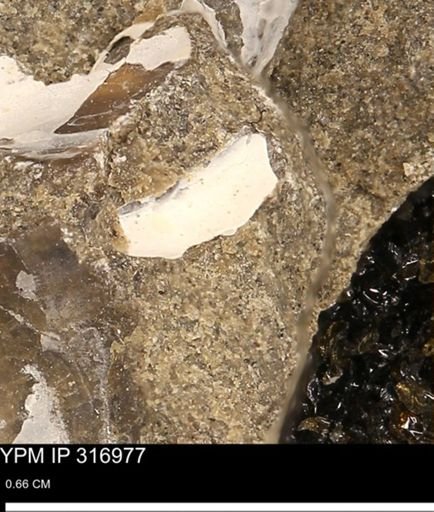Phelopteria