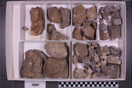 mixed taxa, stratigraphic collection