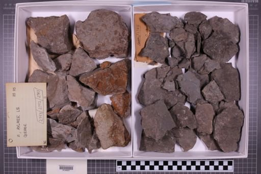 mixed taxa, stratigraphic collection