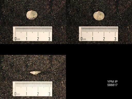 Dalmanella elegantula