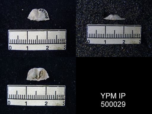 Chonetina flemingi