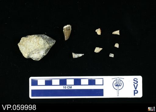 undet. Mosasauridae