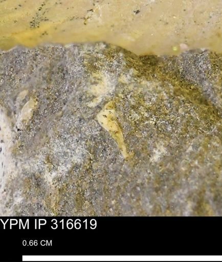 undet. Mollusca