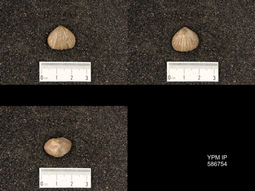 Rhynchotrema capax