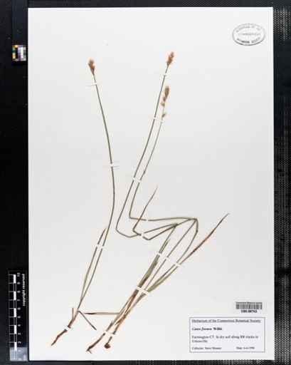 Carex foenea