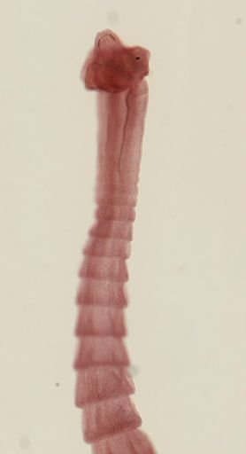 Dipylidium caninum