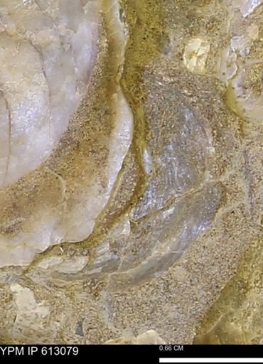 undet. Bivalvia