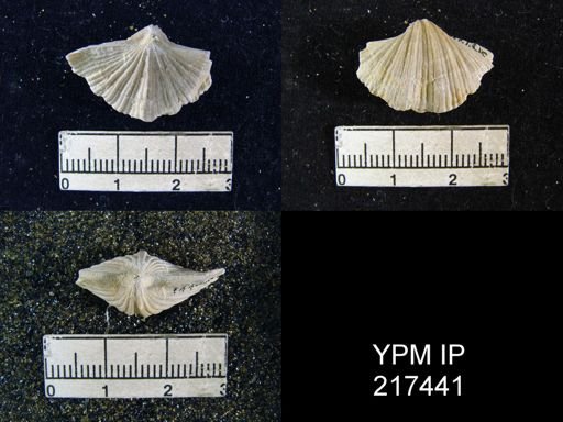 Spirifer cameratus