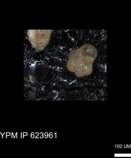 undet. Foraminiferida