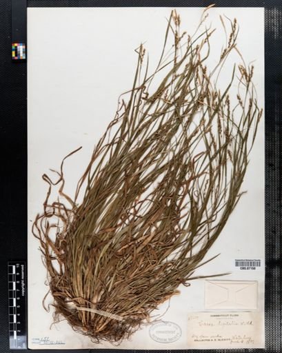 Carex digitalis