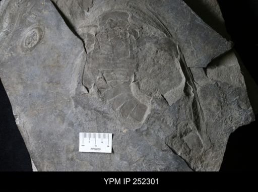 Eurypterus sp.