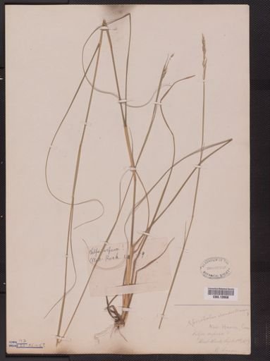 Sporobolus clandestinus
