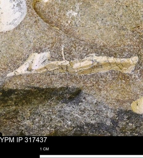undet. Mollusca