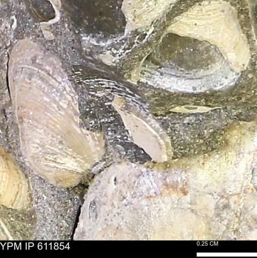 Protocardia sp.