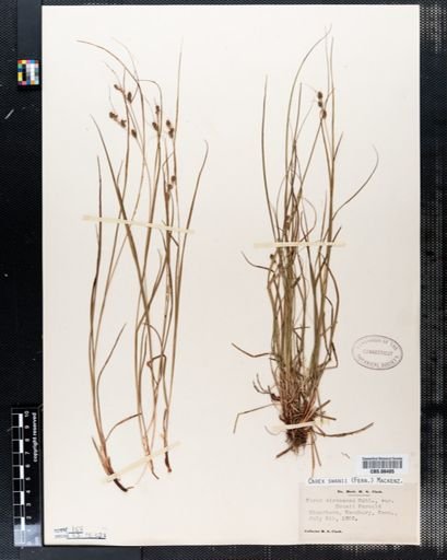 Carex swanii