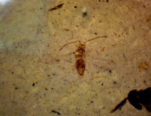 undet. Pterygota