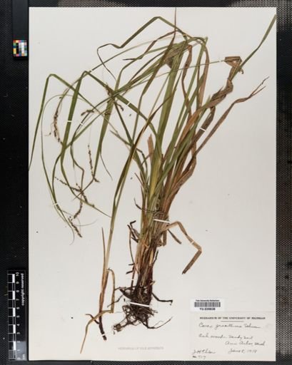 Carex gracillima