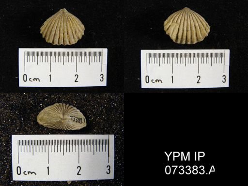 Camarotoechia cedarensis