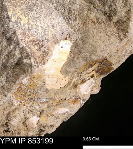 Limopsis striatopunctatus