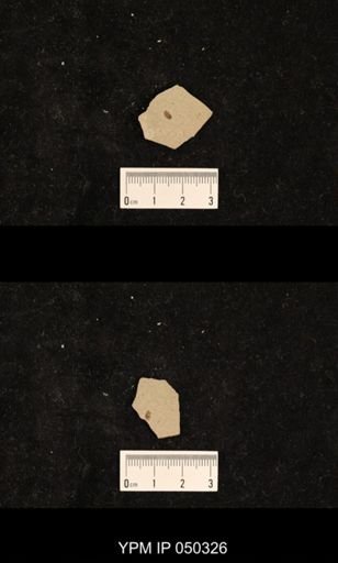 undet. Hexapoda