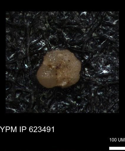 undet. Foraminiferida