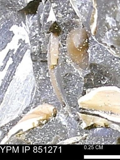 Limopsis striatopunctatus