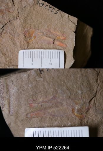 undet. Arthropoda