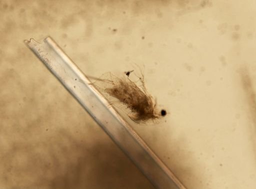 Daphnia