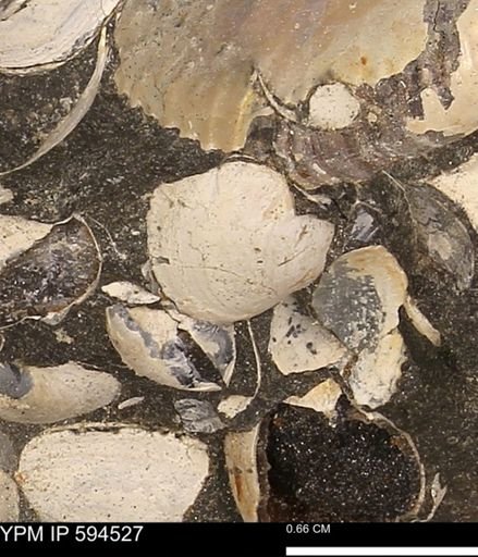 Protocardia sp.