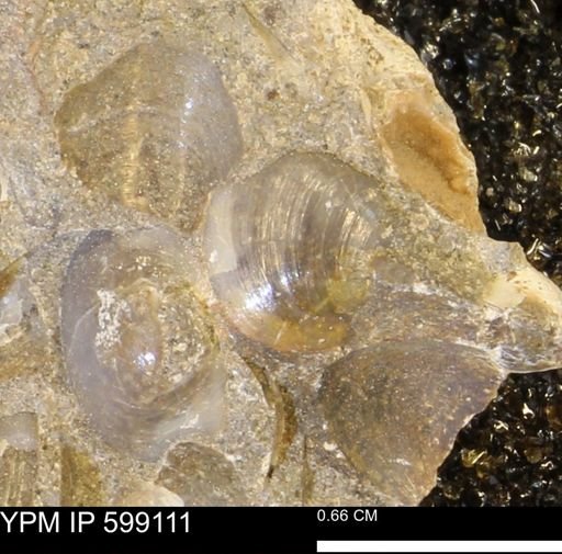 undet. Bryozoa