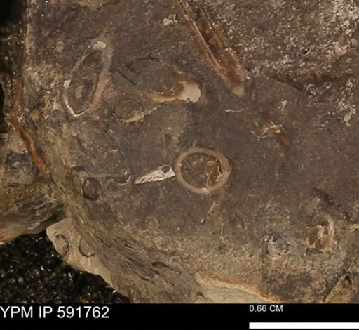 Serpulidae