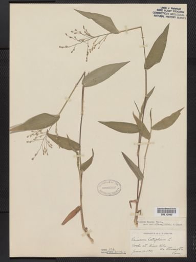 Panicum boscii