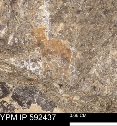 undet. Mollusca