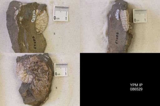 undet. Scaphitidae
