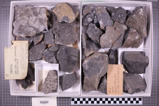mixed taxa, stratigraphic collection