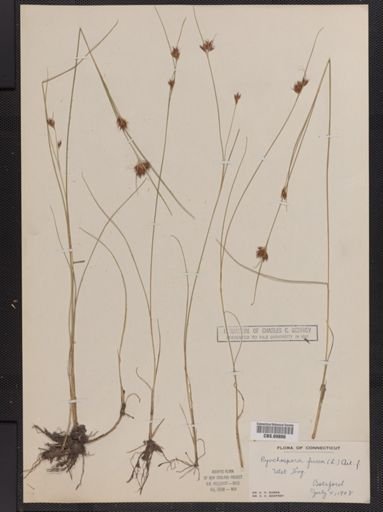Rhynchospora fusca