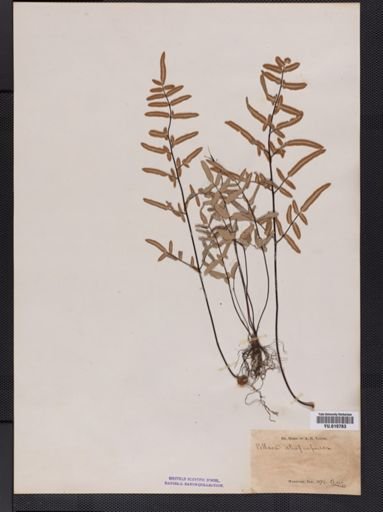 Pellaea atropurpurea
