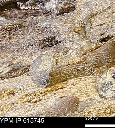 Teredo sp.