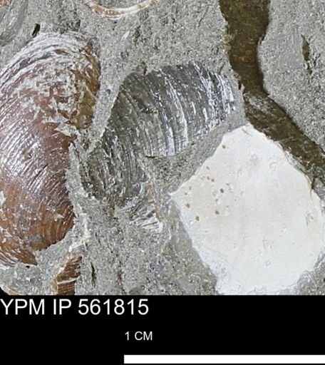 Limopsis sp.