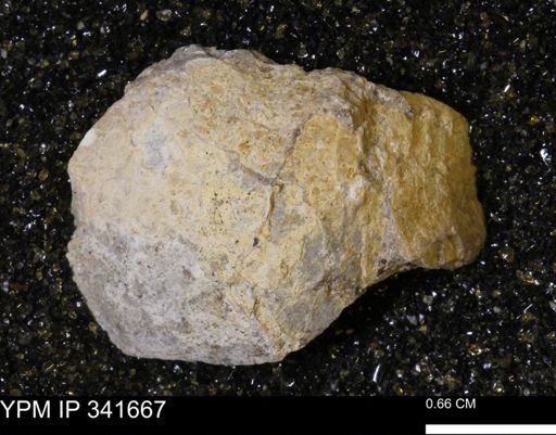 Scaphites sp.