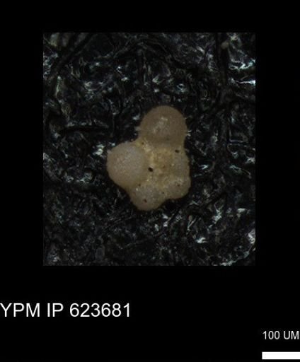 undet. Foraminiferida